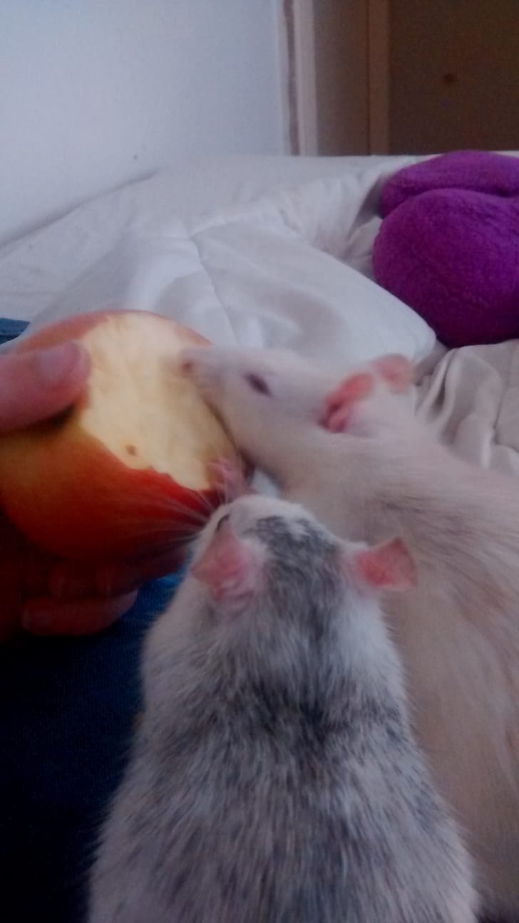 Apple rats