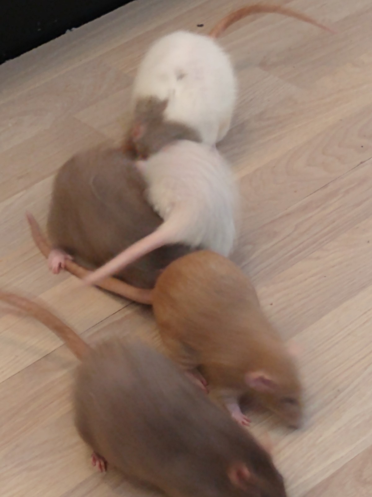 rats